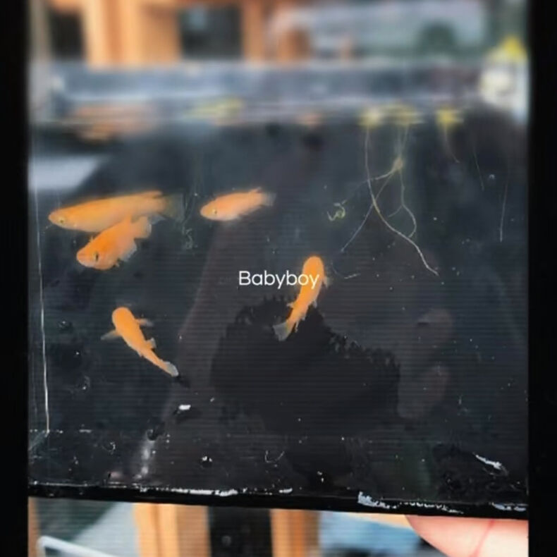 動画サムネイル